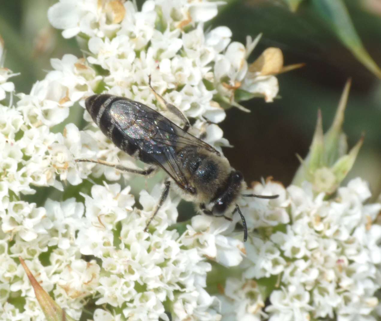 Apidae Colletinae